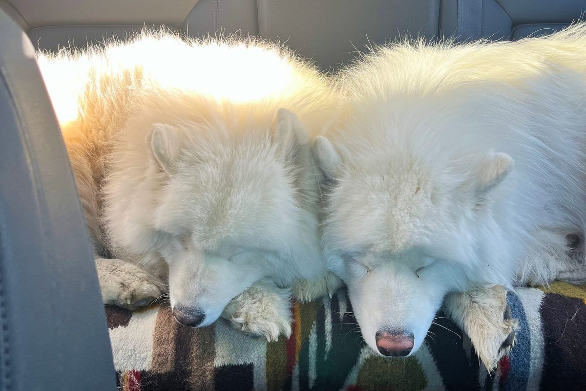 The ride back to the pack