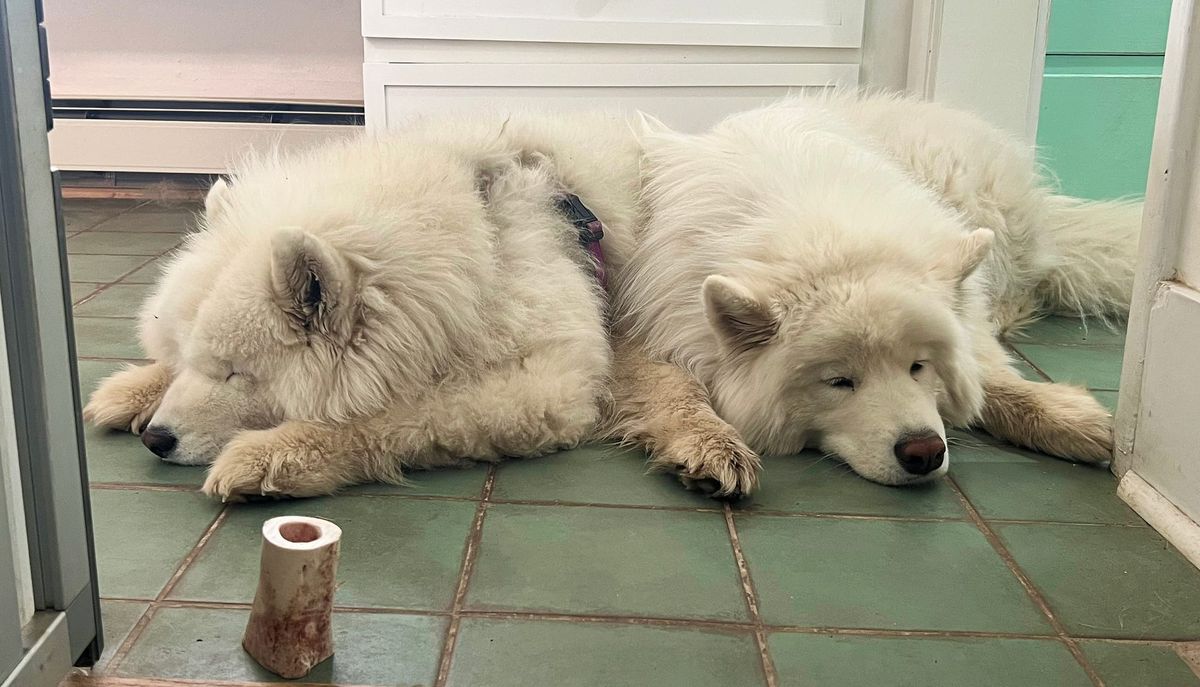 Nancy and George, snuggle buddies