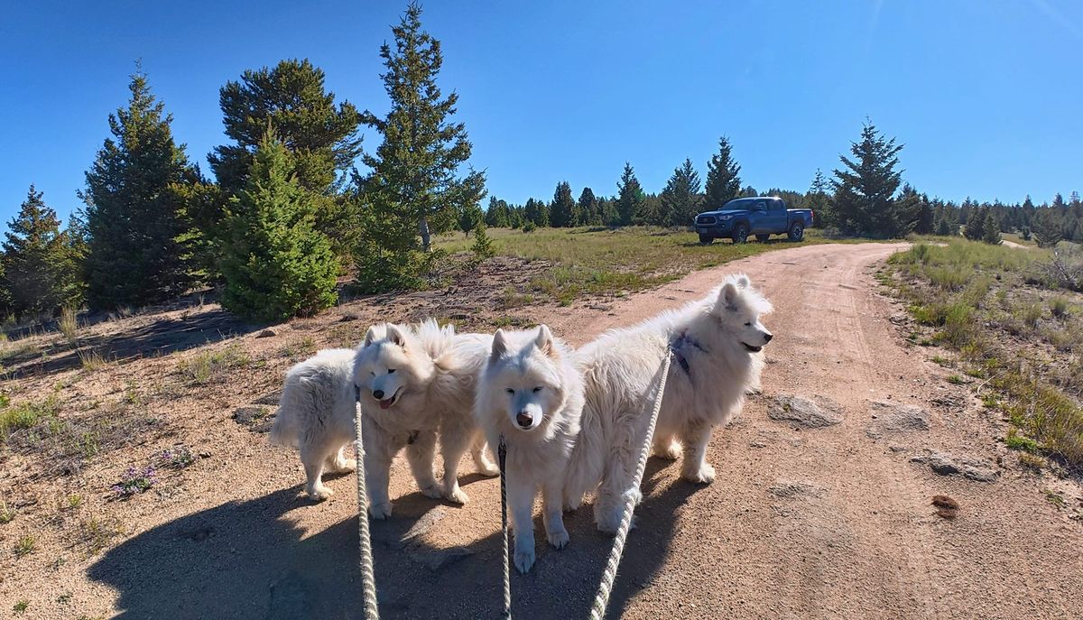 Morning walk