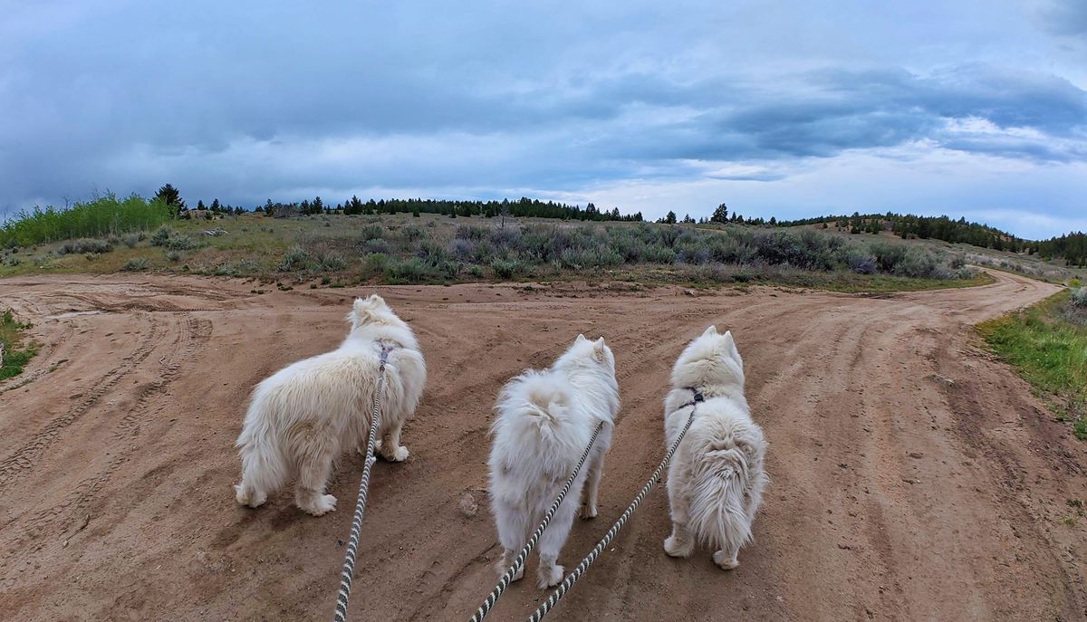Evening walk