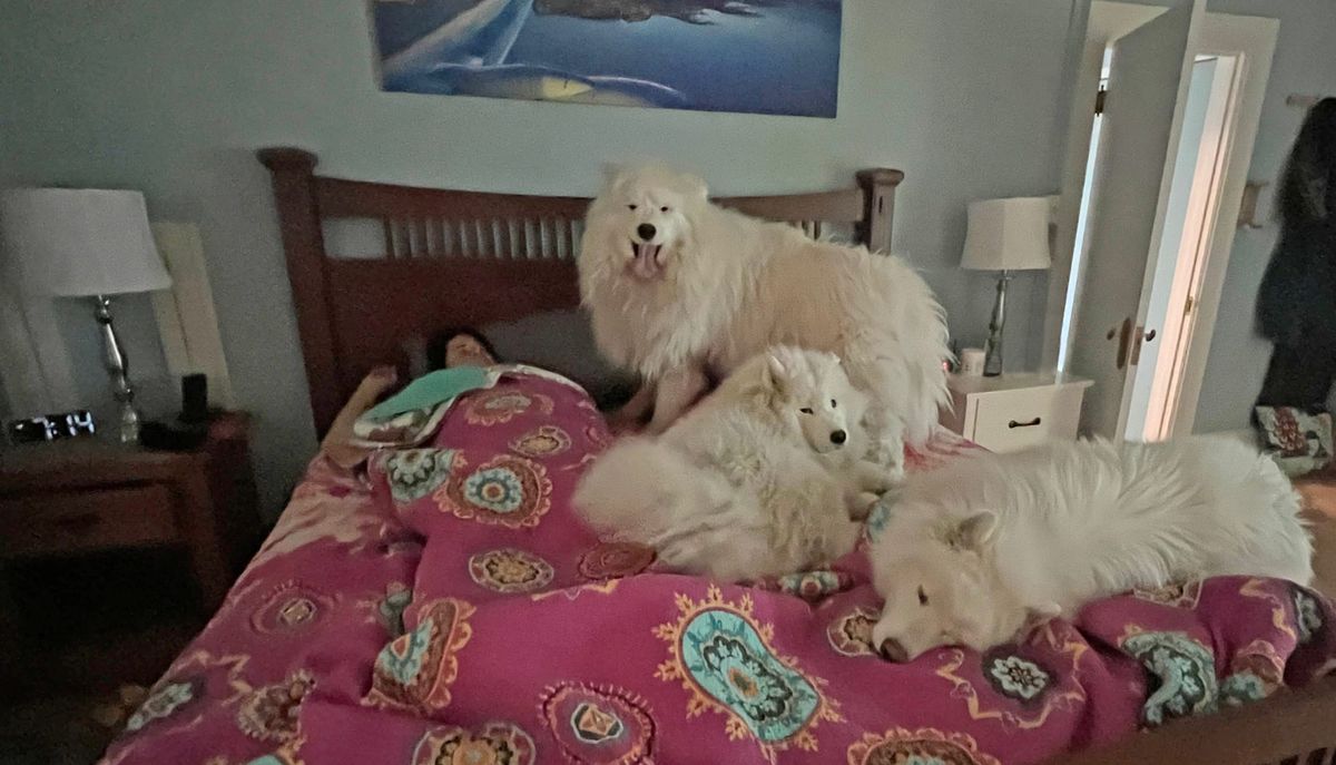 3-dog alarm clock