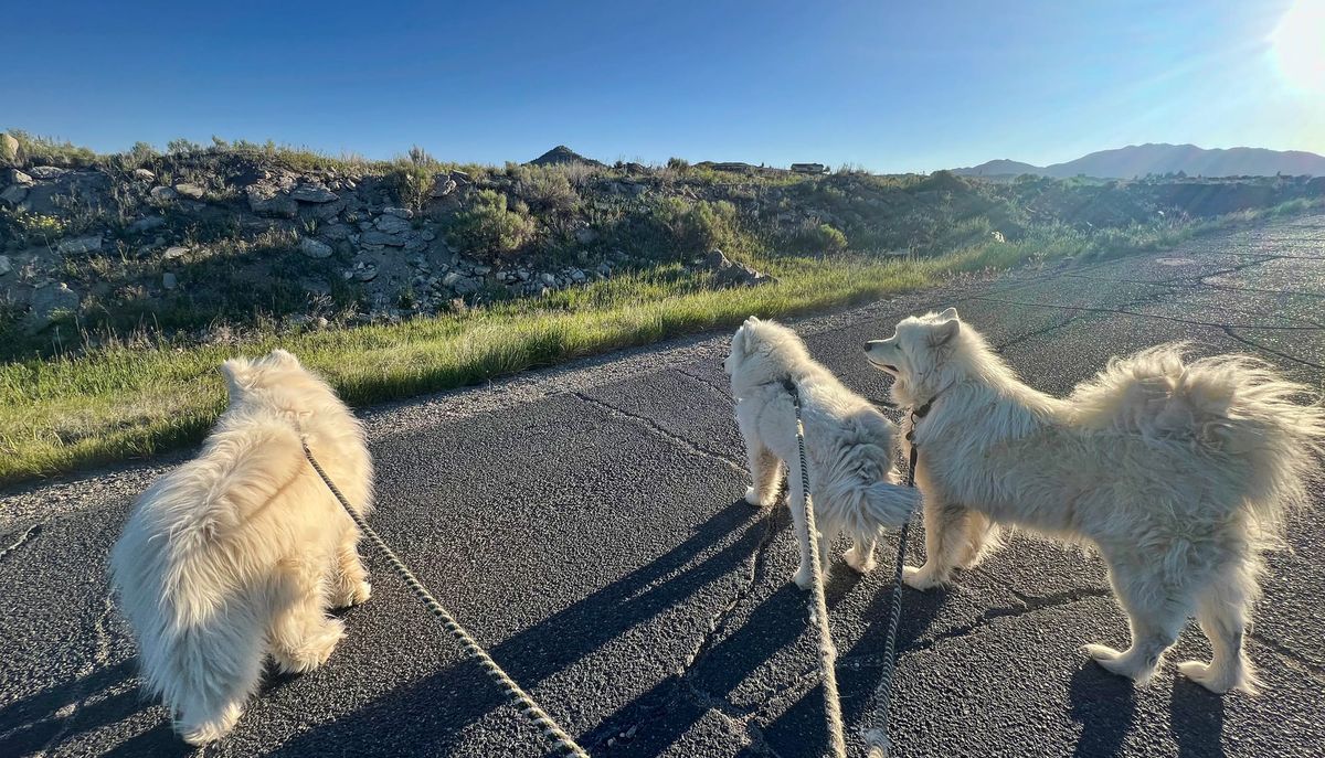 Walking on a closed road