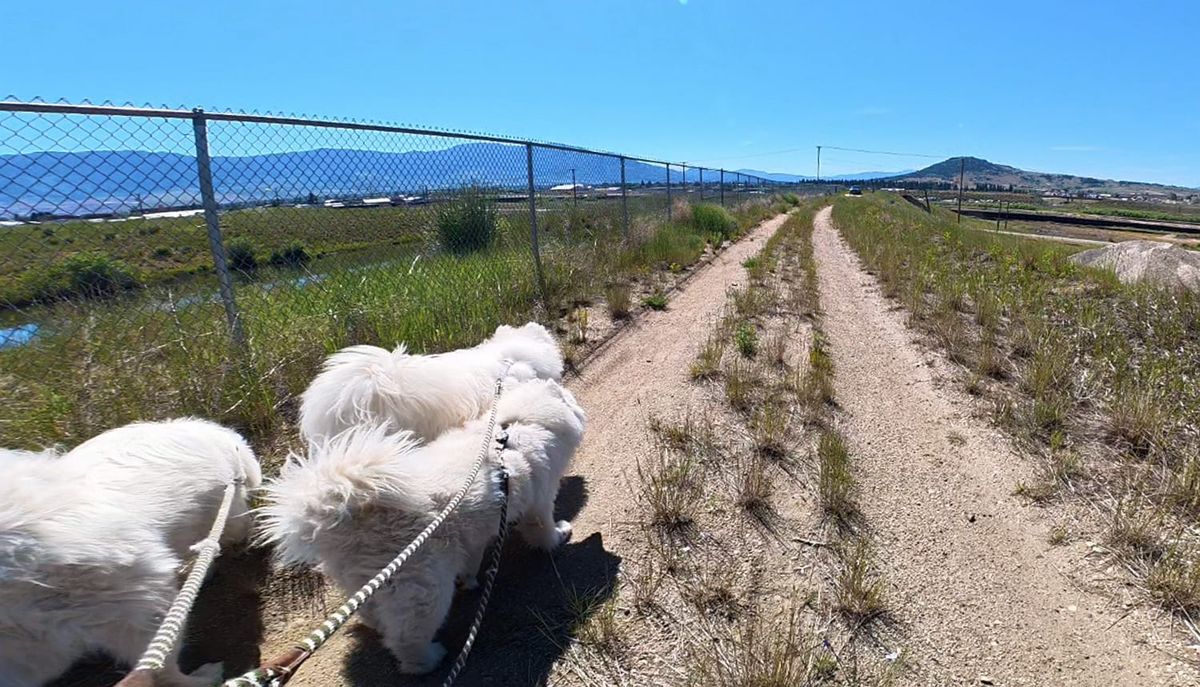 Another quick walk