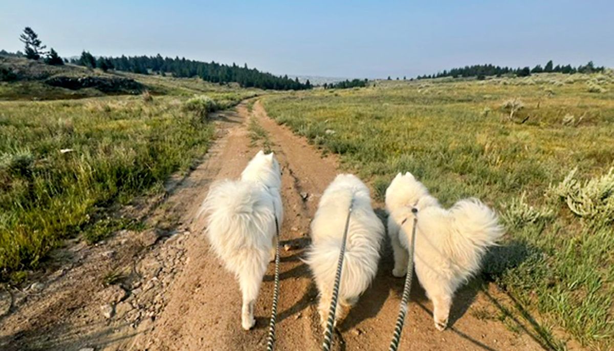 A mid-morning walk