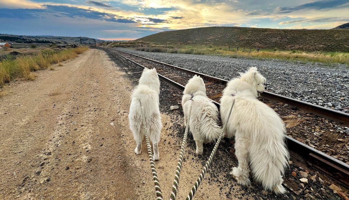 Evening walk along the railroad tracks