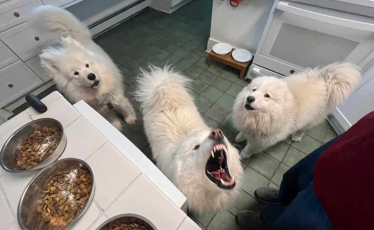 Dinner time!