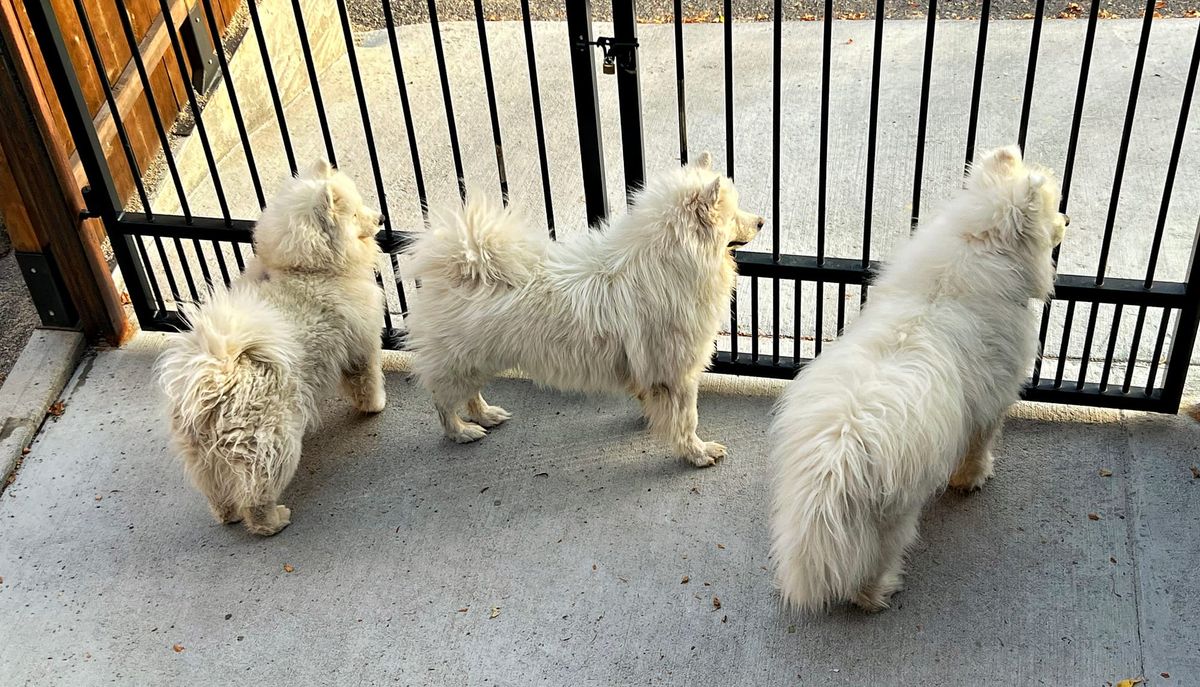 Checking out the neighbors