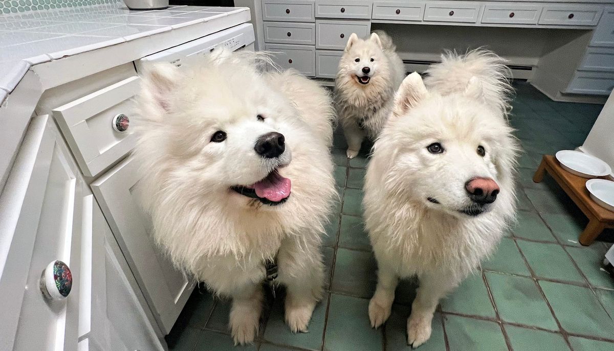 Back to the pack
