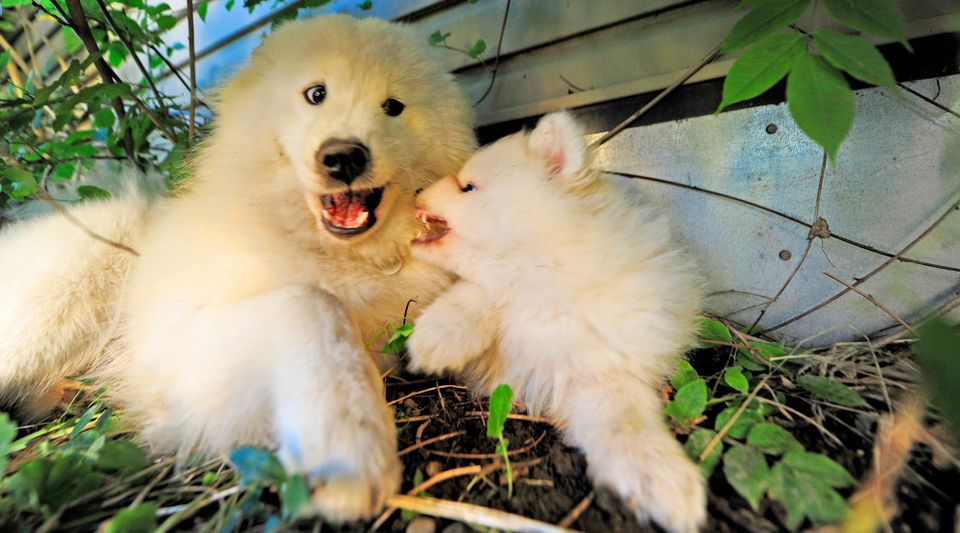 Raising dogs the hunter/gatherer way