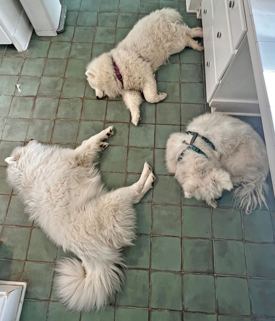 Lazing on a Sunday afternoon