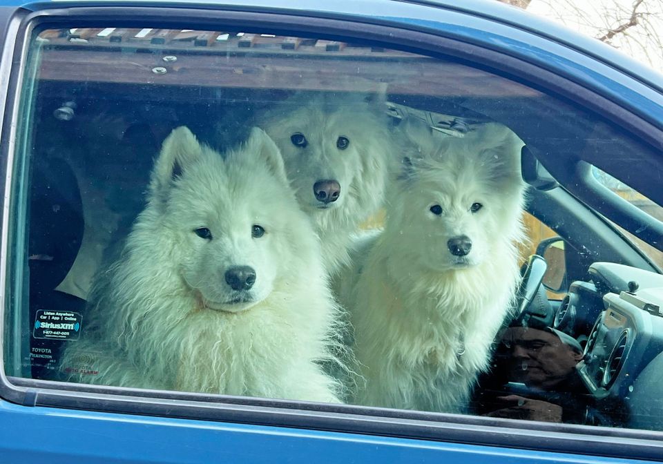 shopping for Thanksgiving