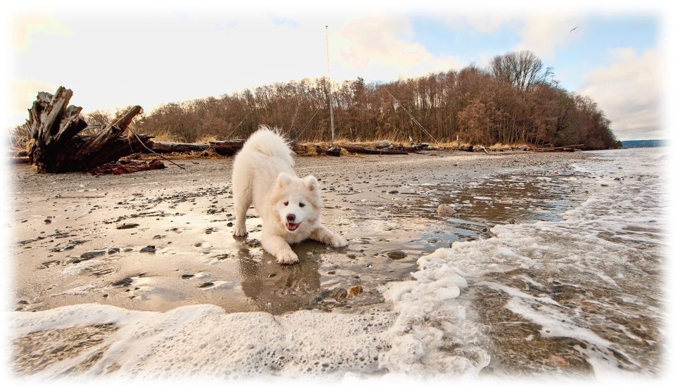 Throwback Thursday: puppy Alice