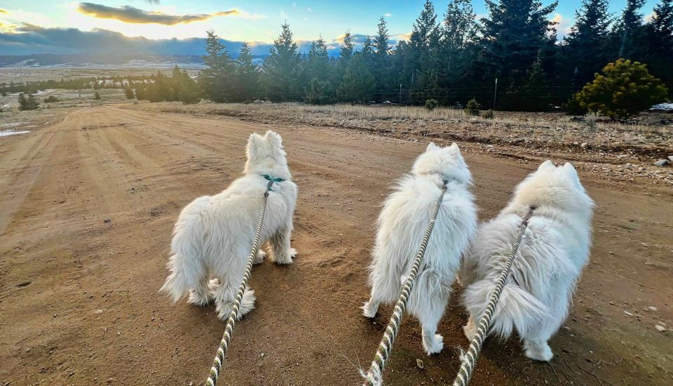 A walk before dinner