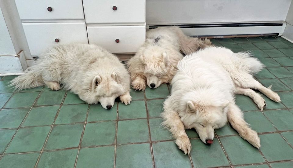 Lazy Saturday afternoon