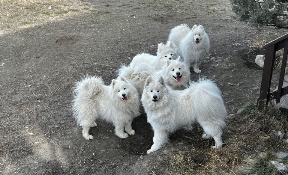 Visiting Strummer and Zevon