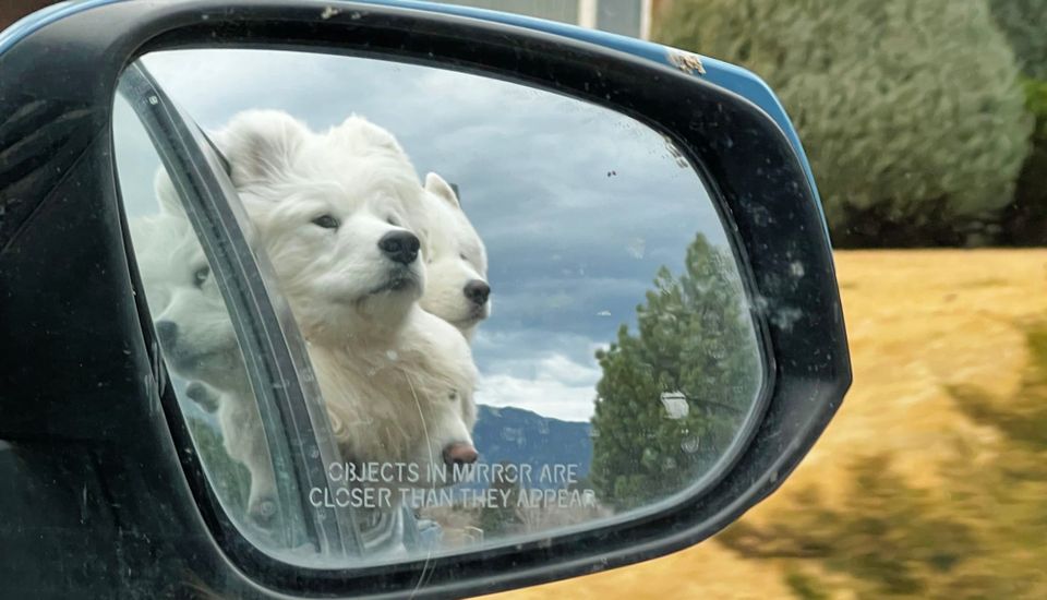 Pack walk after dinner