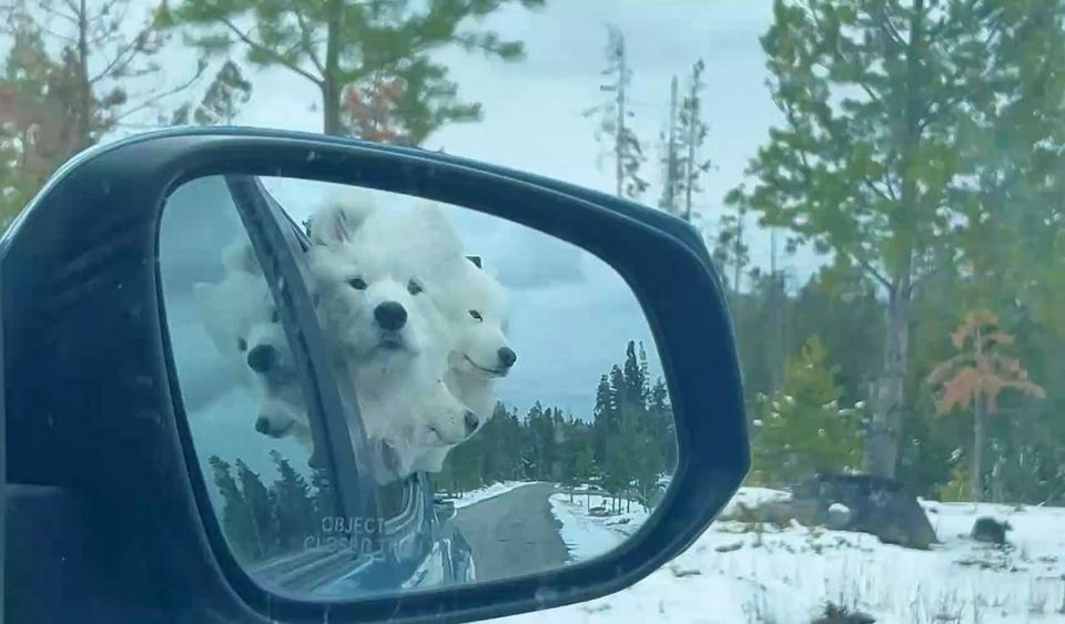 Pack outing to the Highlands