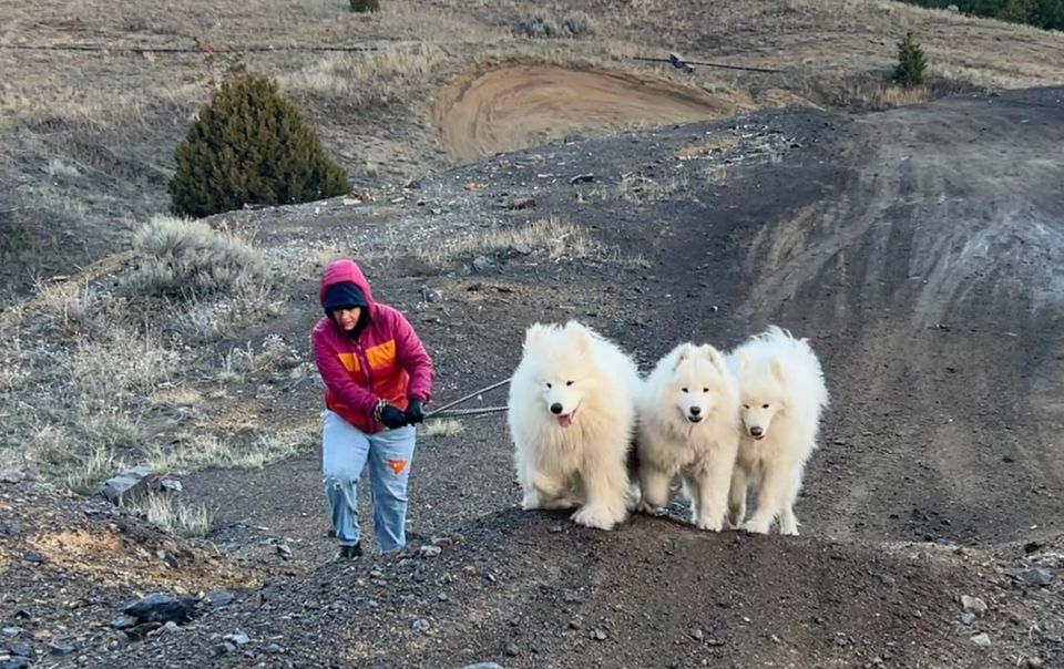 Pack walk at sunset