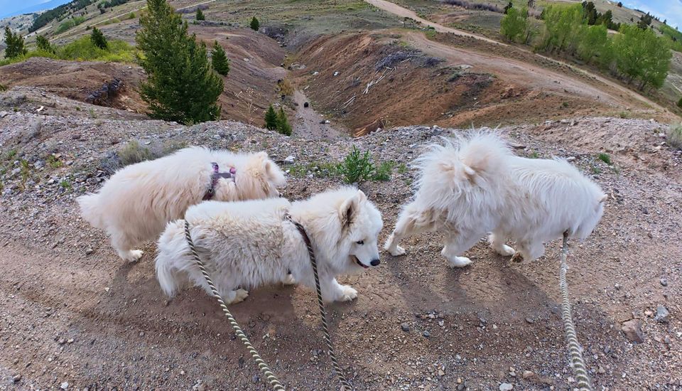 The usual evening walk