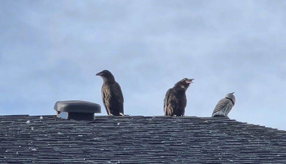 The crows and the owl