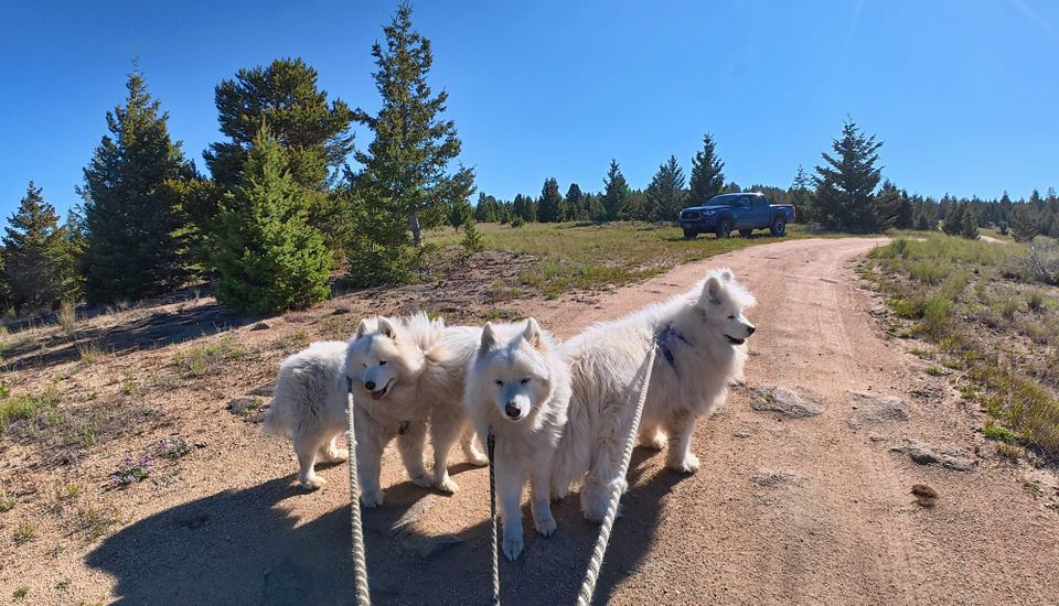 Morning walk