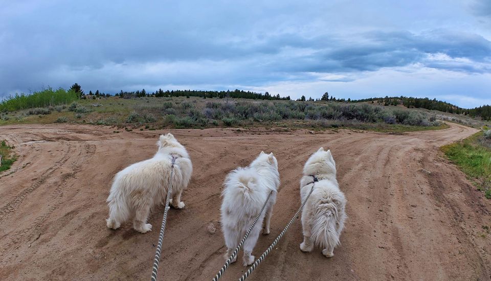 Evening walk