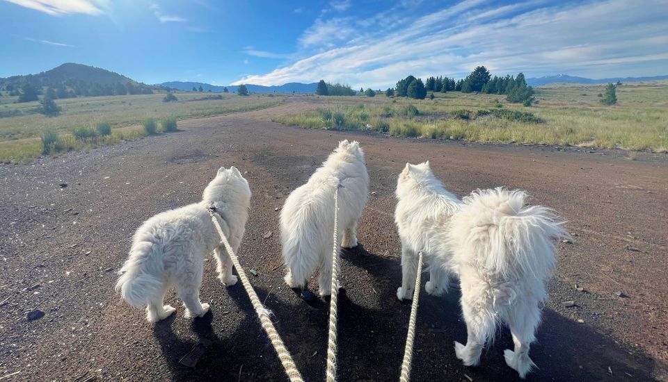 A walk before work