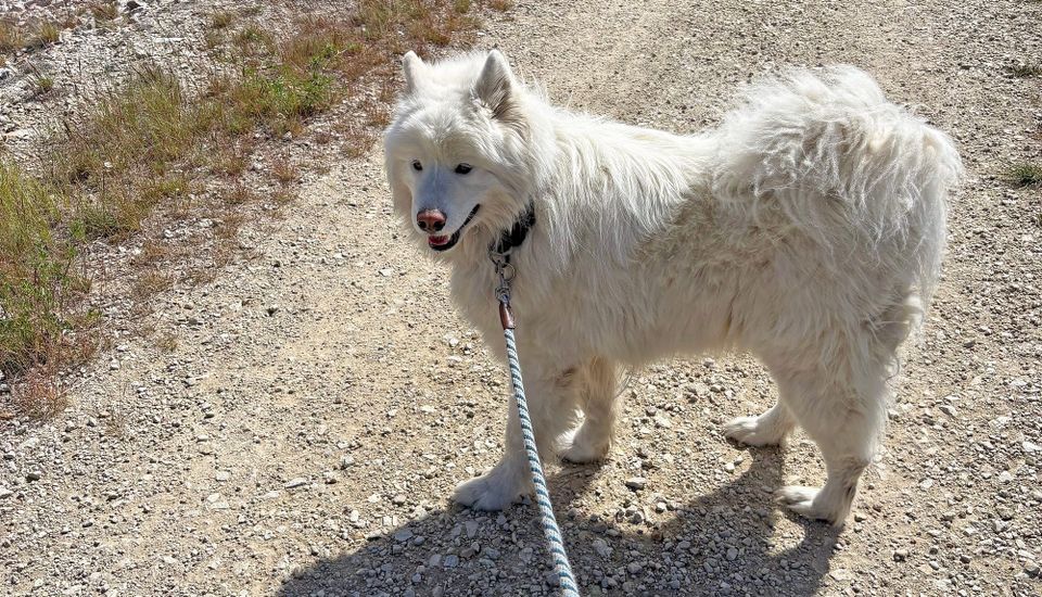 George taking a walk with Megan
