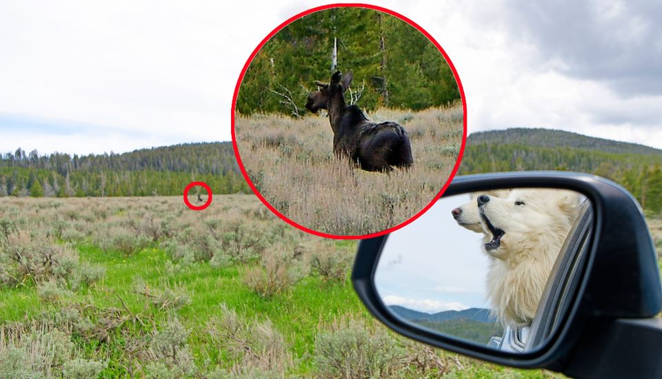 Afternoon outing in the Highlands