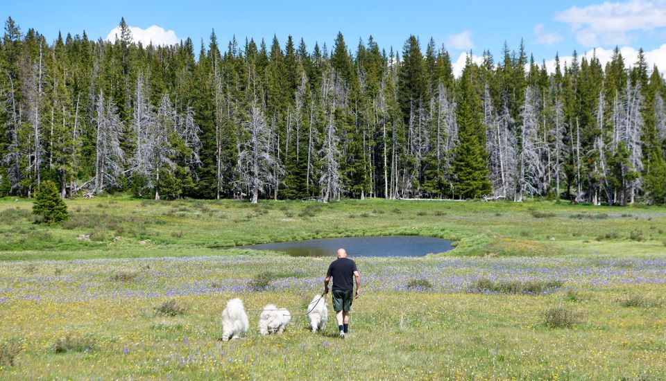 An afternoon at Vipond