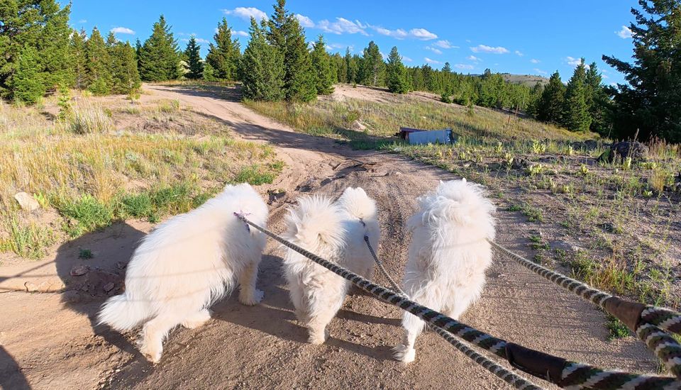 A walk after dinner