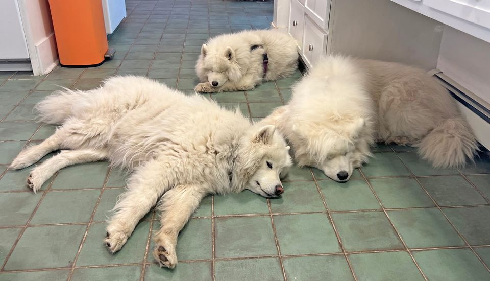 A lazy 4th of July