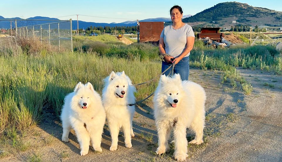 Evening pack walk
