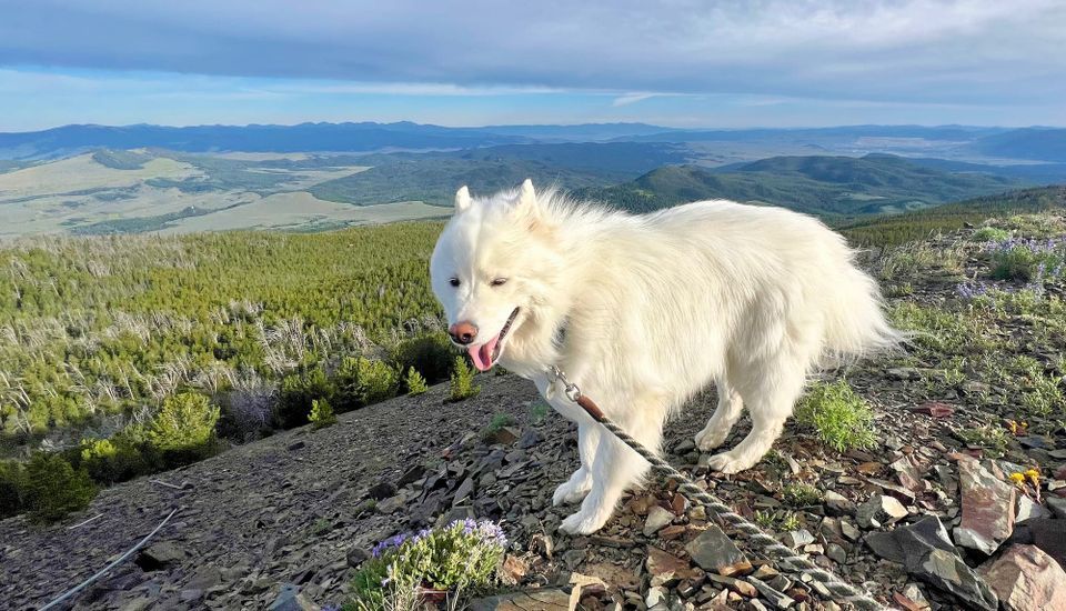 Highland Lookout