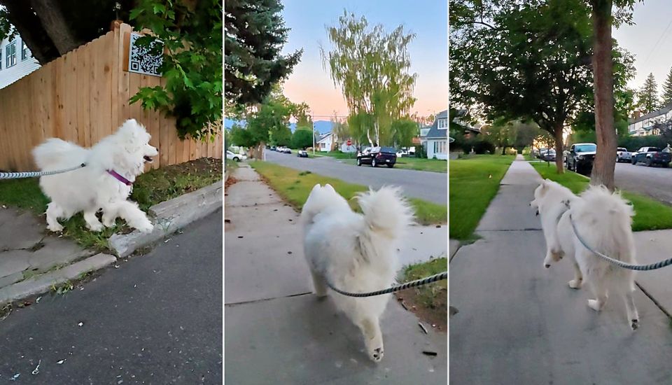 Evening walks