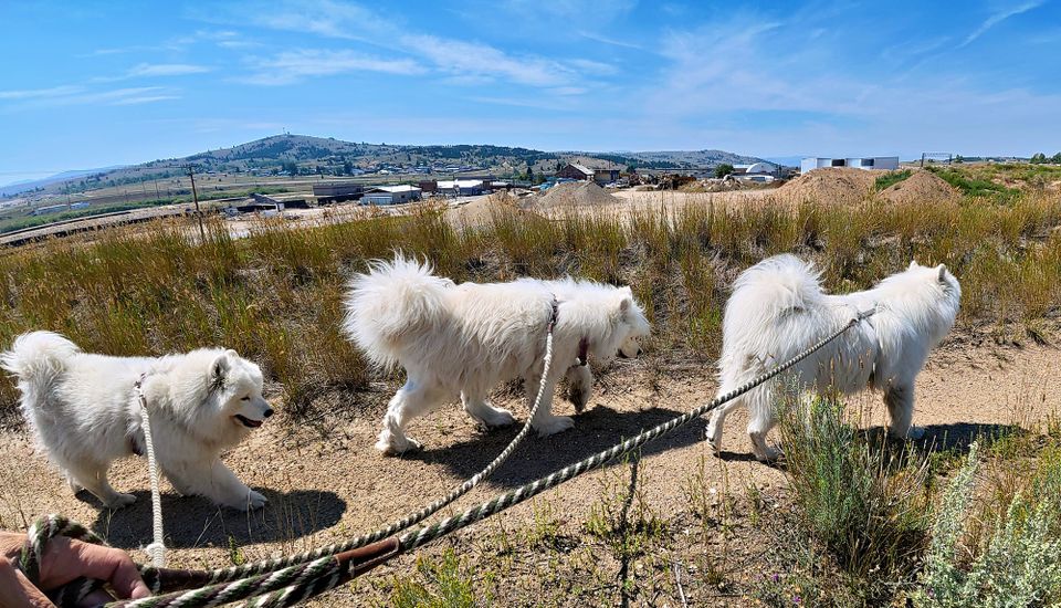 Afternoon walk