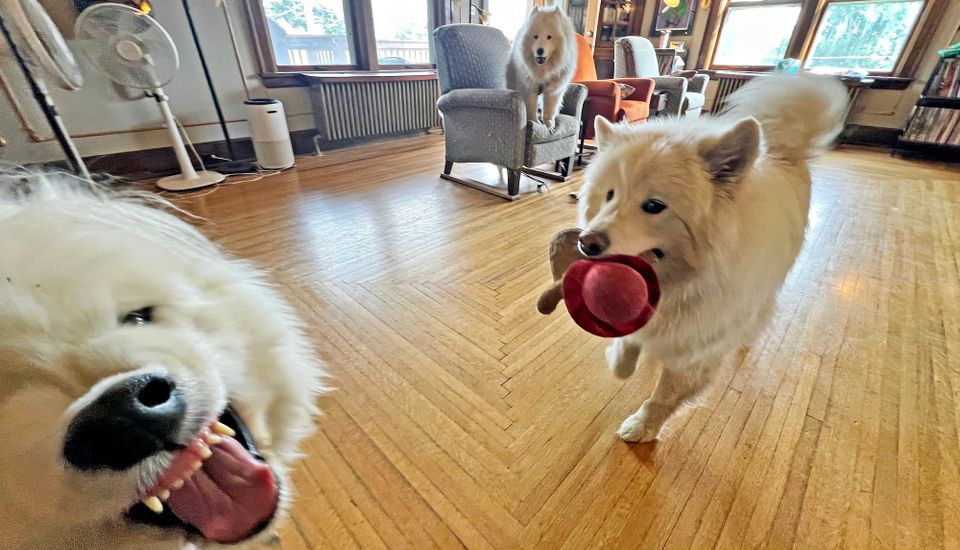 Shenanigans time