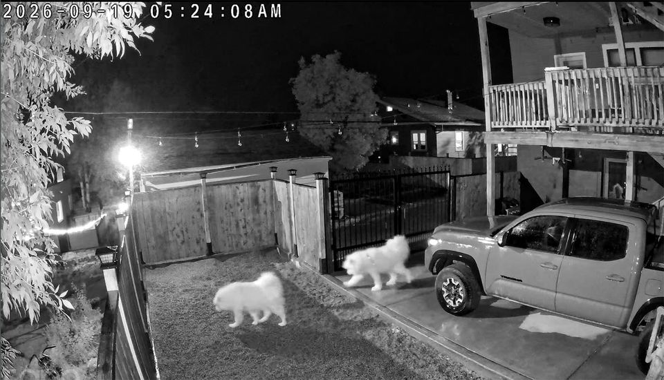 Backyard security camera