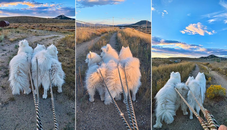 Out for a sunset walk
