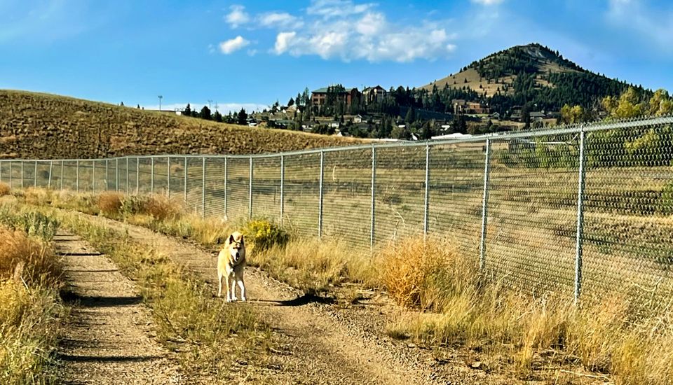 A dog on our walk!