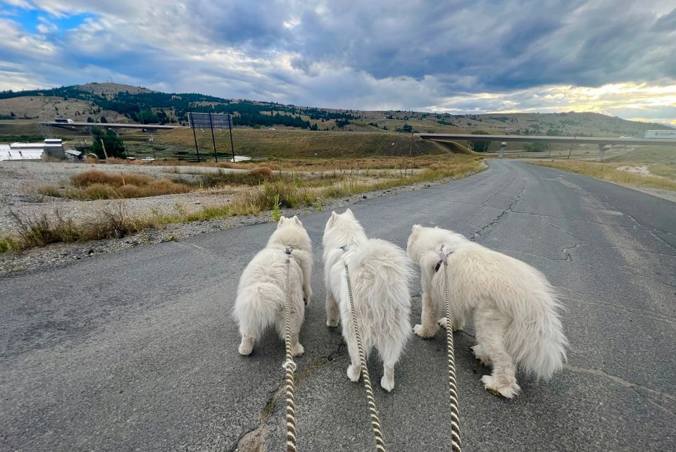 After-dinner walk