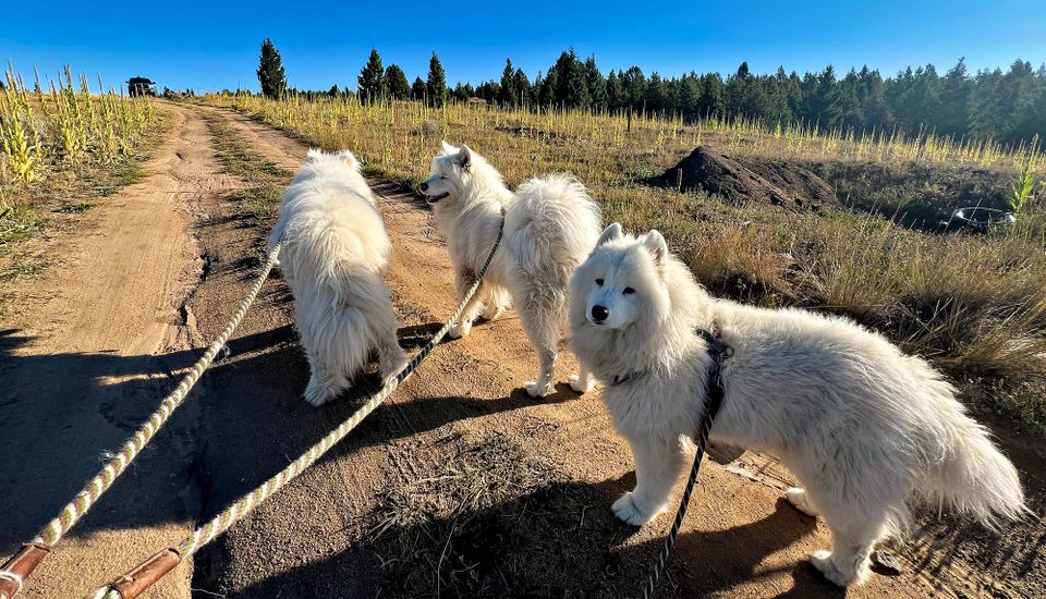 After breakfast walk