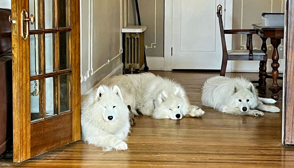 Bored dogs