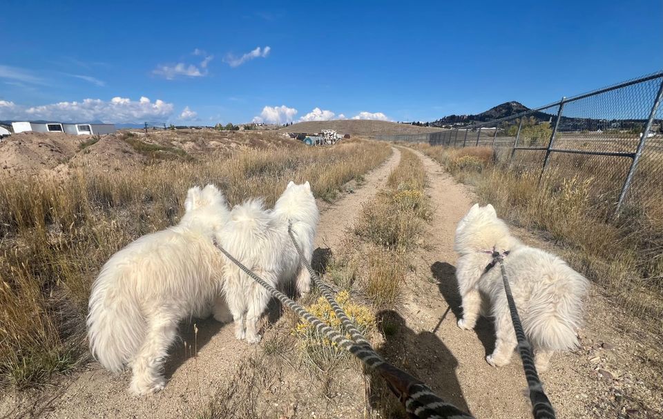 Mid-day walk