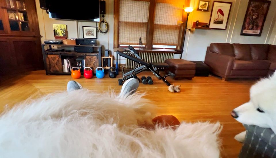 Isaac the lap dog