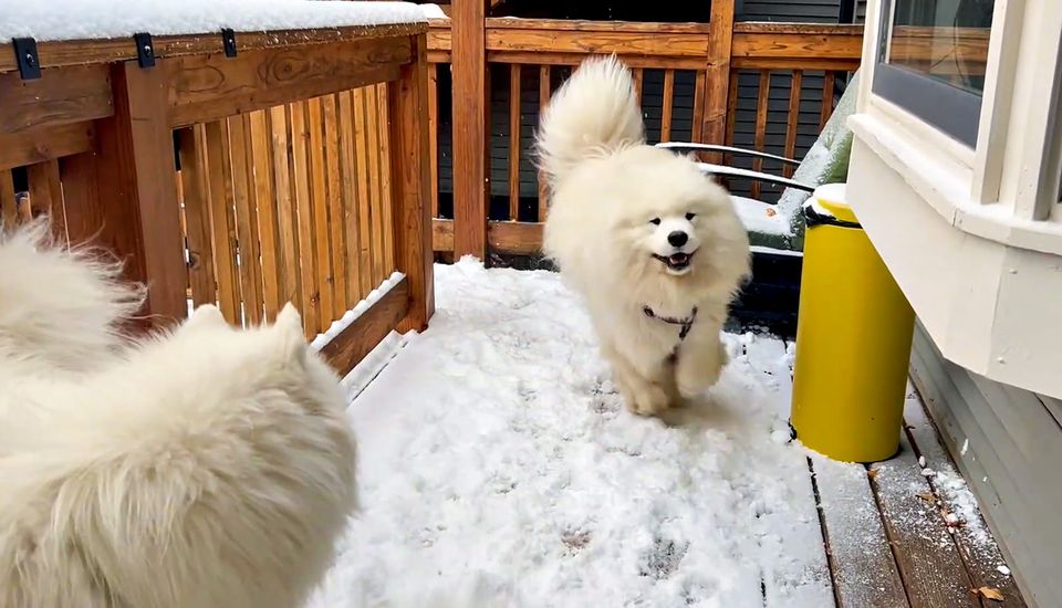 Snowy Sunday