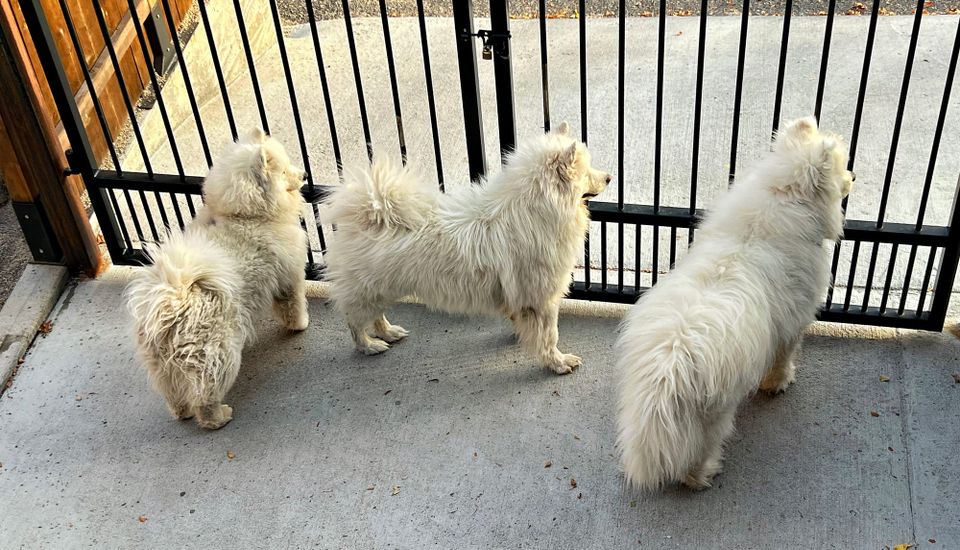 Checking out the neighbors