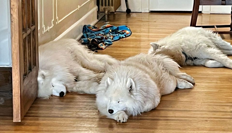Waiting for dinner