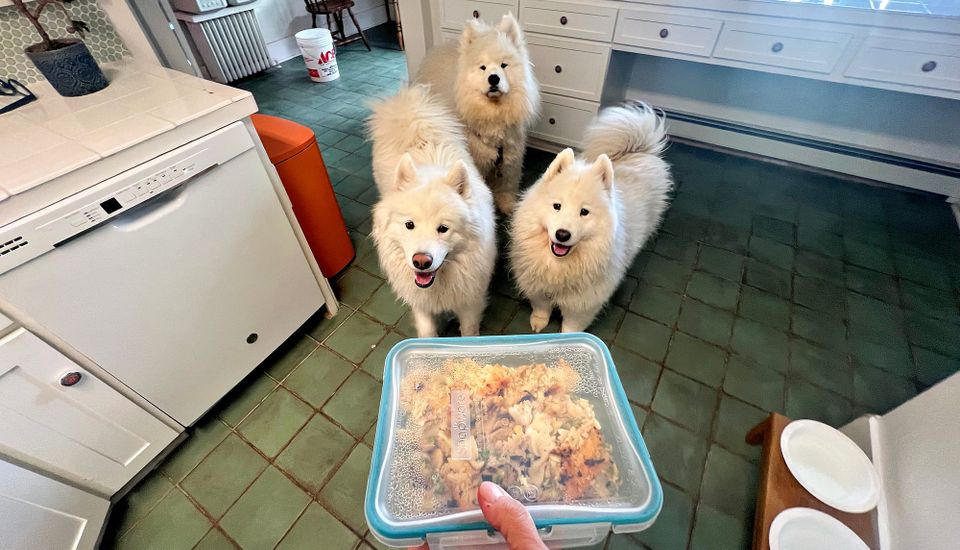 Tuna casserole thief