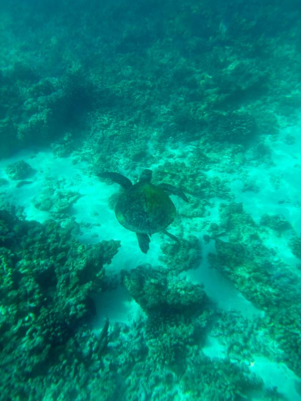 Oman - Snorkeling aux îles Daymaniyat